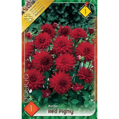 Border dália 'Red Pigmy' (piros)