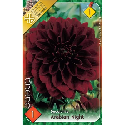 Dekoratív dália 'Arabian Night' (bordó)