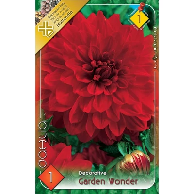 Dekoratív dália 'Garden Wonder' (piros)