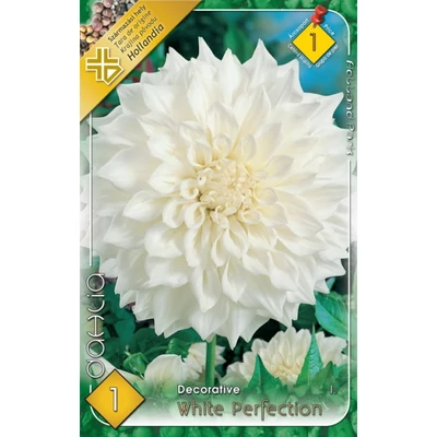Dekoratív dália 'White Profection' (fehér)