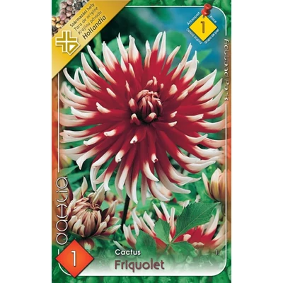 Kaktusz dália 'Friquolet' (sötétpiros/fehér)