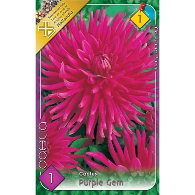 Kaktusz dália 'Purple Gem' (ciklámen)