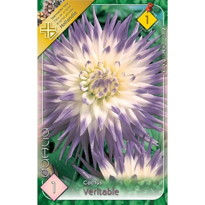 Kaktusz dália 'Veritable' (fehér/világoslila)