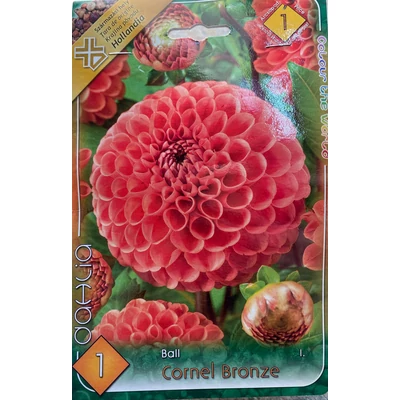 Labda dália 'Cornel Bronze'