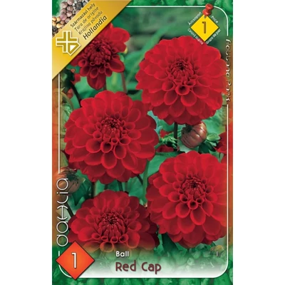 Labda dália 'Red Cap' (piros)
