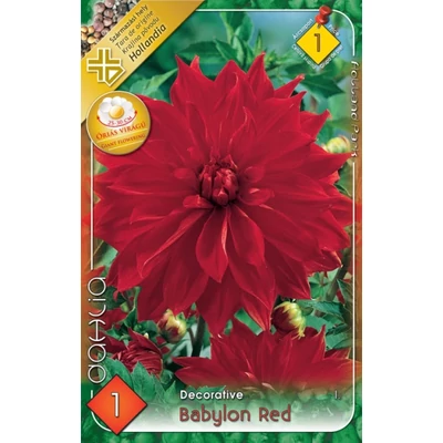 Óriás dekoratív dália 'Babylon Red' (piros)