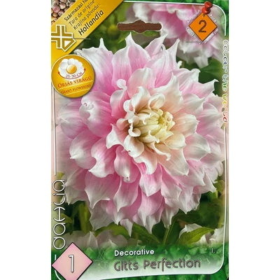 Óriás dekoratív dália 'Gitts Perfection'