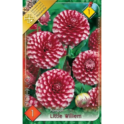 Pompon dália 'Little William' (piros/fehér)