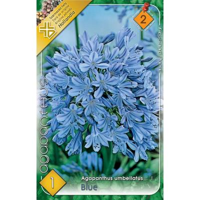 Agapanthus umbellatus - Szerelemvirág (kék)