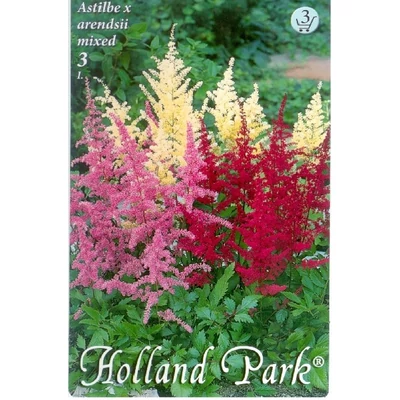 Astilbe x arendsii - Kerti tollbuga (színkeverék)