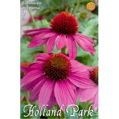 Echinacea purpurea - Bíbor kasvirág
