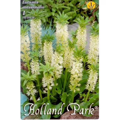 Eucomis autumnalis - Hullámoslevelű üstökliliom
