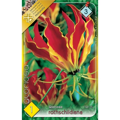 Gloriosa superba 'Rotschildiana' - Koronásliliom