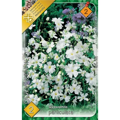 Gypsophila paniculata - Fátyolvirág