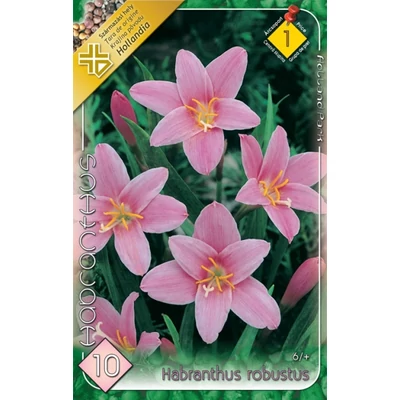 Habranthus robustus