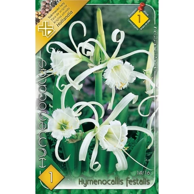 Hymenocallis festalis - Pókliliom