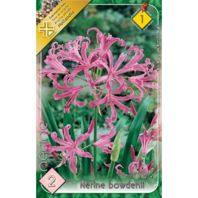 Nerine bowdenii - Csillogó pirosliliom