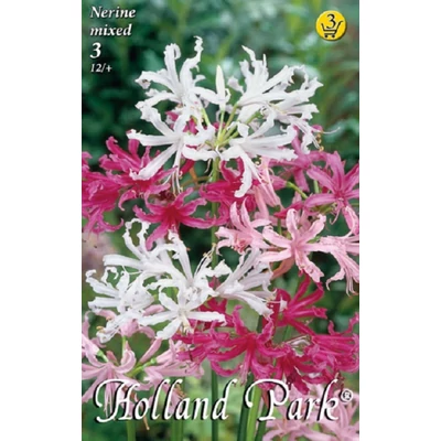 Nerine - Csillogó pirosliliom (színkeverék)