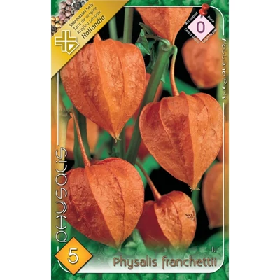 Physalis franchettii - Lampionvirág