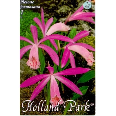Pleione formosana - Tibeti orchidea
