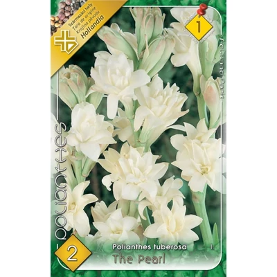 Polianthes tuberose 'The Pearl' - Tubarózsa