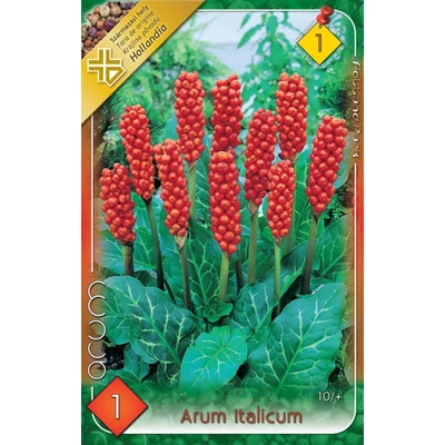 Arum italicum - Olasz kontyvirág