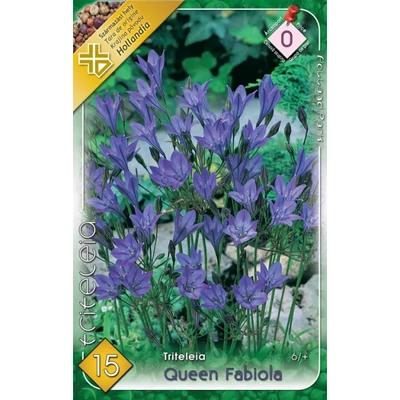 Triteleia 'Queen Fabiola' - Sötétkék csillagliliom