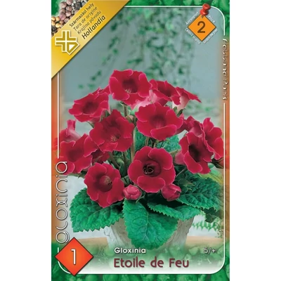 Gloxínia 'Etoile de Feu' - Csuporka (piros)