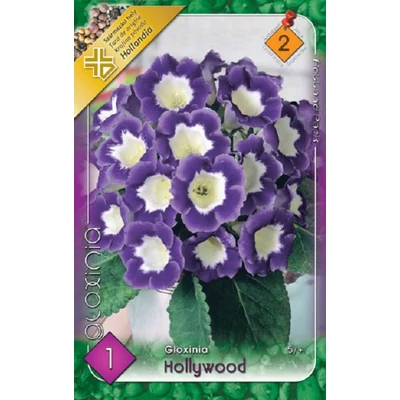 Gloxínia 'Hollywood' - Csuporka (fehér/lila)