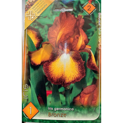 Iris germanica 'Bronze' – Nőszirom