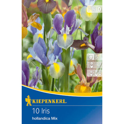 Iris hollandica (színkeverék)