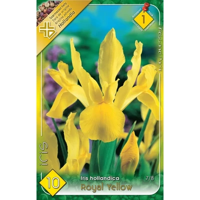 Iris hollandica 'Royal Yellow' - Holland írisz (sárga)