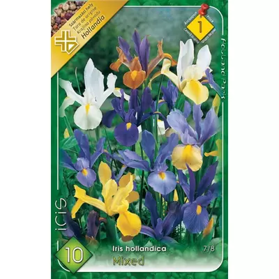 Iris hollandica - Holland írisz (színkeverék)
