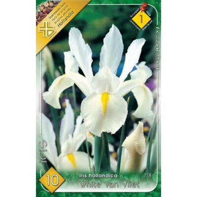 Iris hollandica 'White van Vliet' - Holland írisz (fehér)