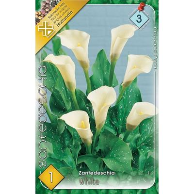 Zantedeschia - Kála (fehér)