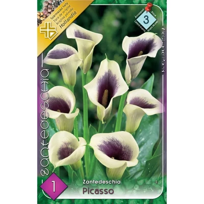 Zantedeschia 'Picasso' - Kála (fehér, lila torokkal)