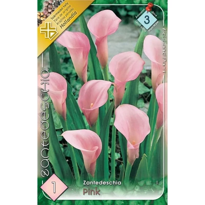 Zantedeschia - Kála (rózsaszín)