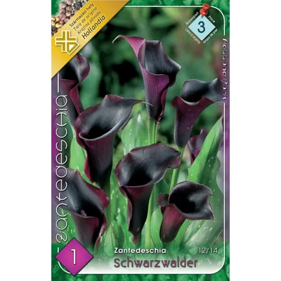 Zantedeschia 'Schwarzwalder' - Kála (fekete)