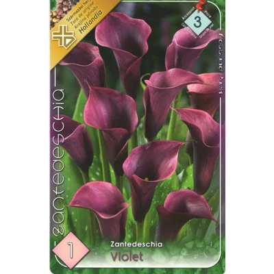 Zantedeschia - Kála (viola)