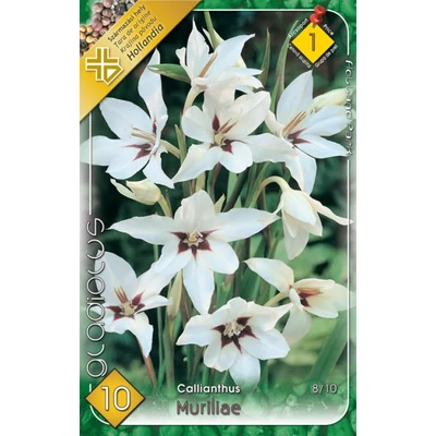 Abesszin kardvirág – Gladiolus callianthus 'Muriliae' (fehér)