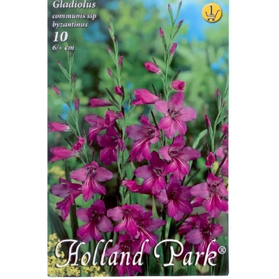 Gladiolus communis ssp. byzantinus - Bizánci kardvirág 