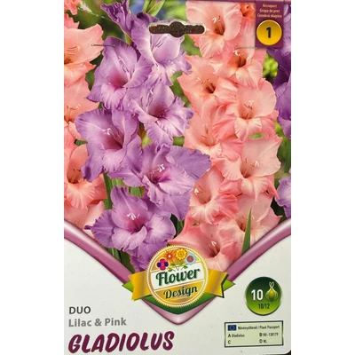 Kardvirág – Gladiolus 'Duo Lilac &amp; Pink'