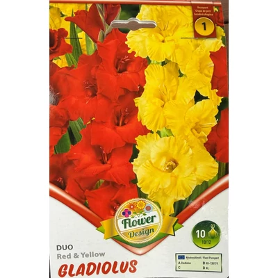 Kardvirág – Gladiolus 'Duo Red &amp; Yellow'