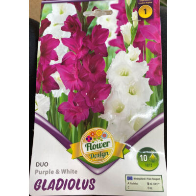 Kardvirág – Gladiolus 'Duo Purple &amp; White'