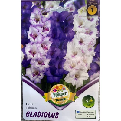 Kardvirág – Gladiolus 'Trio Eskimo'