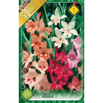 Kardvirág – Gladiolus kisvirágú színkeverék