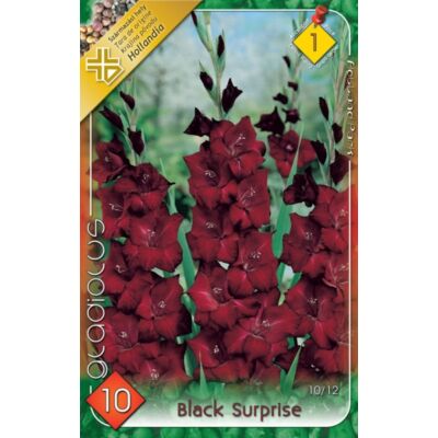 Kardvirág – Gladiolus 'Black Surprise' (sötétbordó)