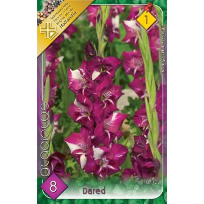 Kardvirág – Gladiolus 'Dared' (sötét rózsaszín cirmos)