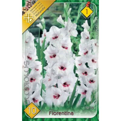 Kardvirág – Gladiolus 'Fiorentina' (fehér, rózsaszín torokkal)