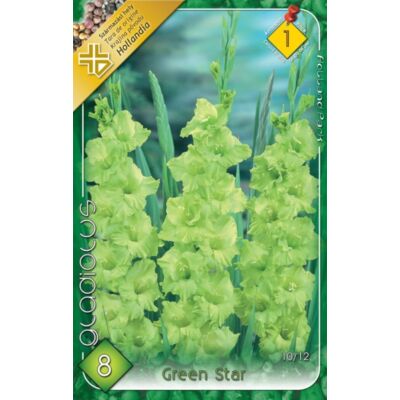 Kardvirág – Gladiolus 'Green Star' (zöld)